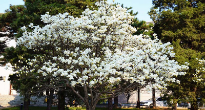 中央民族大学2026年新增国家安全学、中国边疆学硕士招生专业的公告