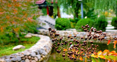 关于本学期开学初选课安排的通知