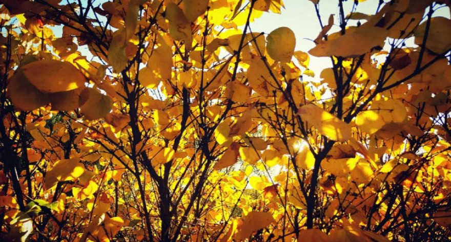 山西大学 2025 级硕士研究生新生录取相关材料核对及协议签署通知