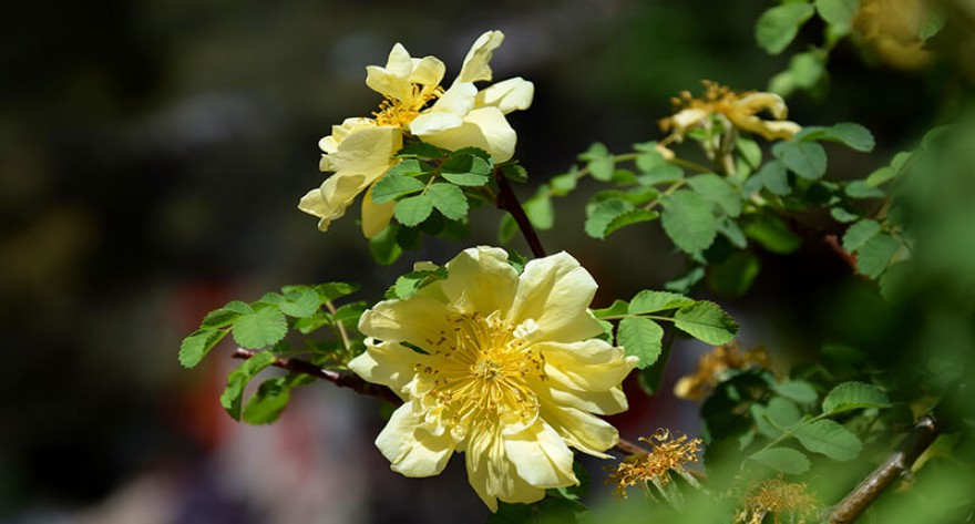 中央民族大学2026年“退役大学生士兵计划”硕士研究生招生说明